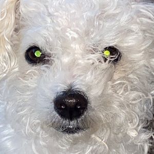 Meet your Posher, Sam